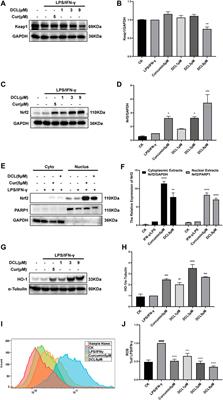 Dehydrocostus Lactone Suppresses Dextran Sulfate Sodium-Induced Colitis by Targeting the IKKα/β-NF-κB and Keap1-Nrf2 Signalling Pathways